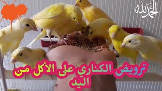 ترويض مجموعة من الكناري على الأكل من اليد ،Training a canary chick to eat from the hand