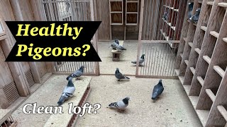 is a dirty pigeon loft good?