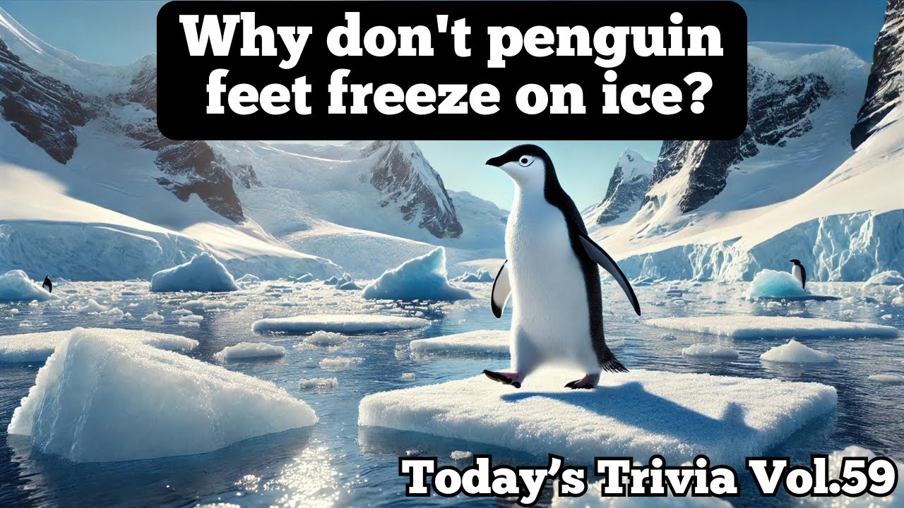 Why Don’t Penguins' Feet Freeze? The Surprising Blood Flow Trick!【Today's Trivia_Vol.59】