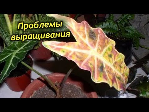 Ошибки и проблемы выращивания Алоказии. Что не так с Алоказией?