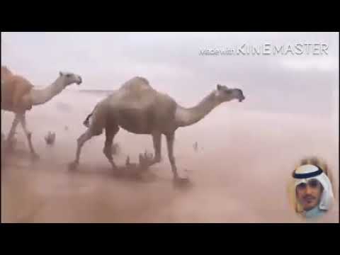 يابا يابا هلي يا مركب بلبحر مامال