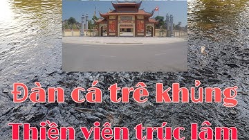 Độc đáo đàn cá trê khủng ở thiền viện trúc lâm an giang. @Quang Phạm
