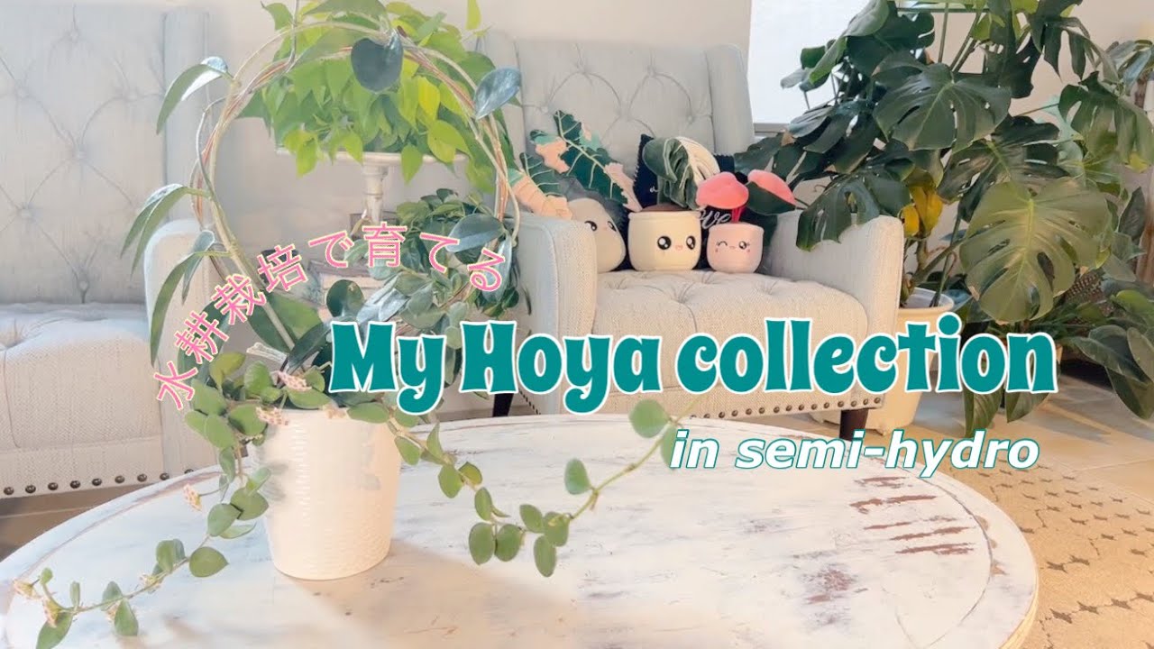 My Hoya collection - Growing Hoyas with Hydroponics - YouTube