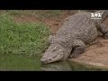 Хитрі, витривалі та холоднокровні – цікаві факти про крокодилів