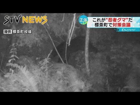 Ninja bear revealed] What is the true identity of OSO18, the