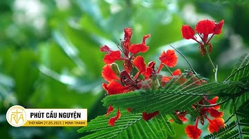 Phút Cầu Nguyện, Thứ Năm 27/05/2021: Người trẻ lên đường loan báo Tin Mừng