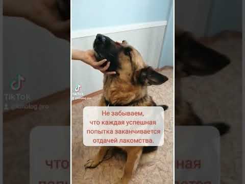 Как научить собаку держать еду на носу.