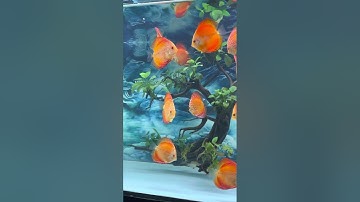 Cá dĩa đợi ngày bắt cặp