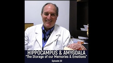 HIPPOCAMPUS & AMYGDALA -The Storage of our memories and emotions