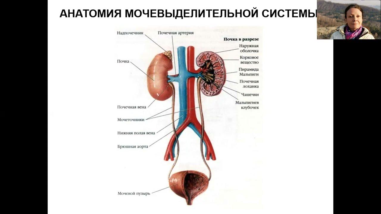 Функция почечной артерии