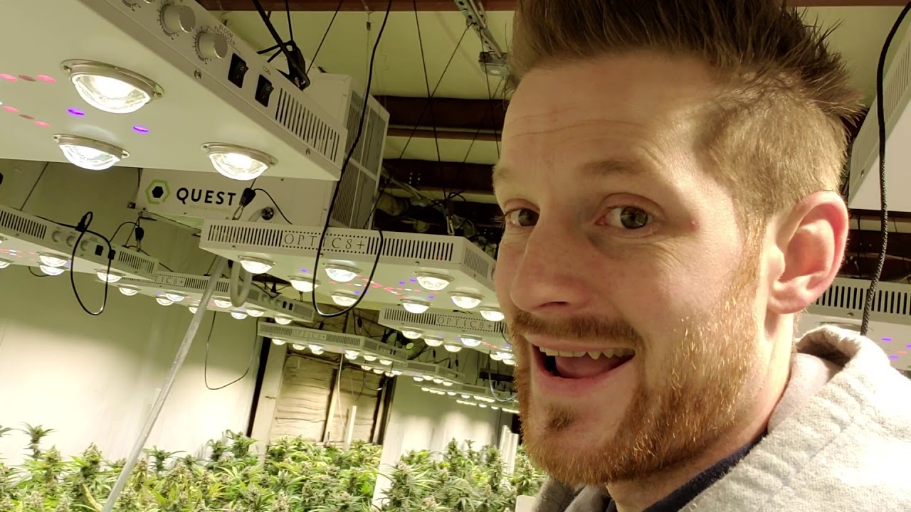 Hicksford Farms Oklahoma - Commercial Medical Cannabis Grow Facility - Harvesting the Optic 8 Room