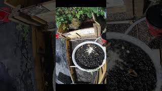Feeder Zone: Seed Drop Routine — No Hands Needed - 12 August 2025 #homelab #garden #shorts