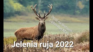 Jelenia ruja 2022 - Opäť na brehoch Liptovskej Mary by KuUL wildlife - Tomáš Kučera 17,160 views 1 year ago 28 minutes