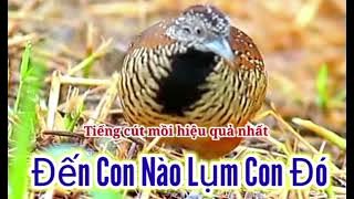 tiếng chim cút mồi chuẩn ☺😊