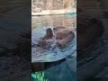 Otter Swimming at the Monterey Bay Aquarium
