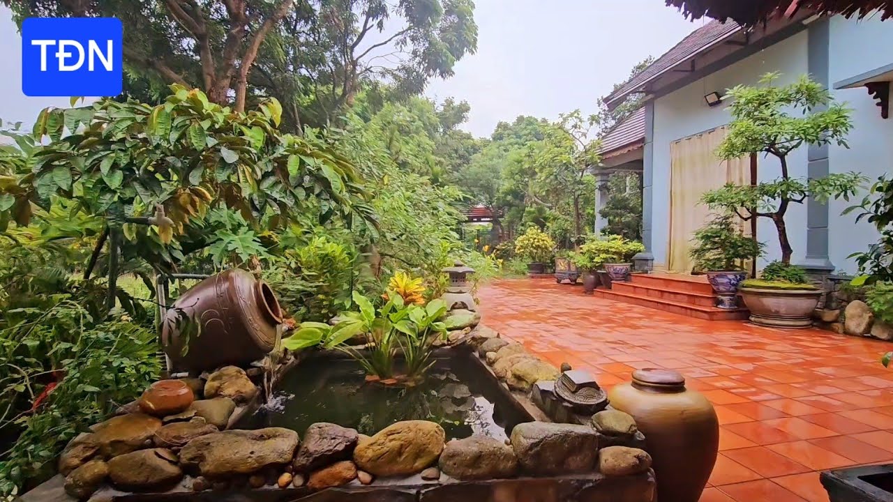 Phong thủy và Kỹ thuật trồng cây Hoa Đại (Hoa Sứ) làm đẹp sân vườn (full) #tamdaonui