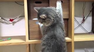 あさる猫 ノルウェージャンフォレストキャット Cat who hunts.Norwegian Forest Cat.