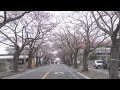 避難解除の桜並木に笑顔 7年ぶり花見イベント