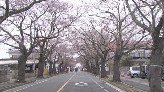 避難解除の桜並木に笑顔 ７年ぶり花見イベント