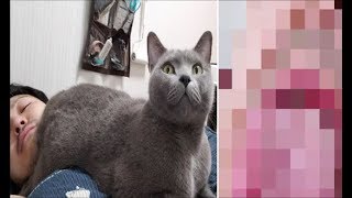 顔騎王(ガンキング)すずまろ！！　(尻目線の映像入り)