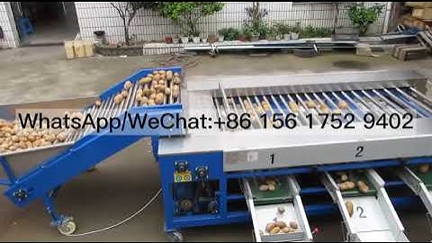 Fruit Vegetable Grader Fruit Sorting Machine Broccoli potato strawberry rail classifier Machine