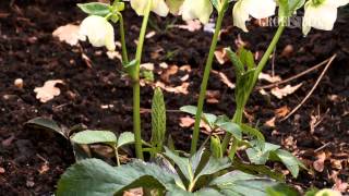 Helleborus lelijk blad knippen - Groei & Bloei
