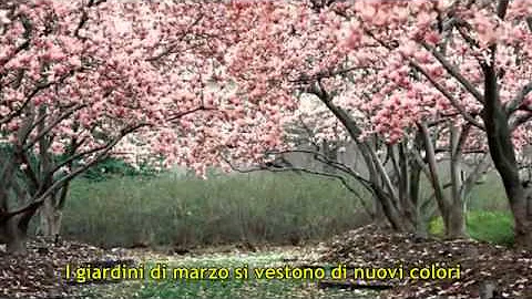 Quali sono i fiori del mese di giugno?