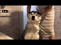 お風呂から上がるとハイになるシベリアンハスキー