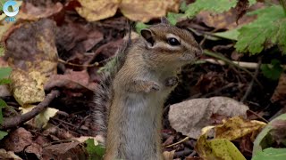 картинка: Телепроект 