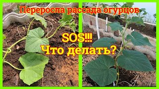 Переросла рассада огурцов Что делать? Клубника из теплицы Наконец-то дождь!