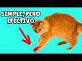 11 COSAS que los gatos ADORAN (la #7 te sorprenderá)