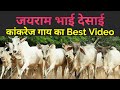 Best kankrej cow breeder  jairam bhai desai       