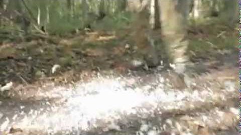 Smashroom (smashing a Giant Puffball Mushroom)