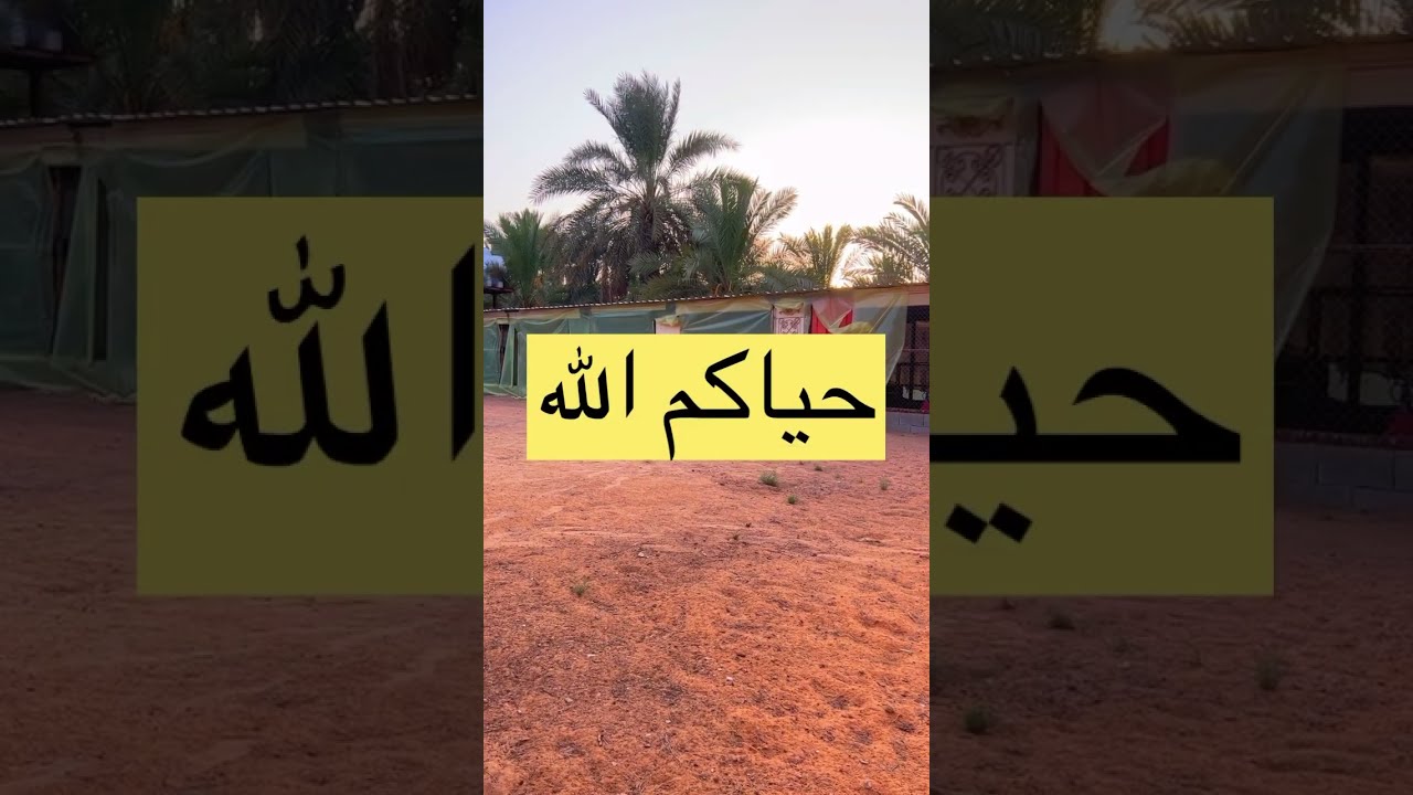 هل يمكن الأستفادة من الدجاج الخارج من المشروع/ اقلامة الدجاج على الاجواء