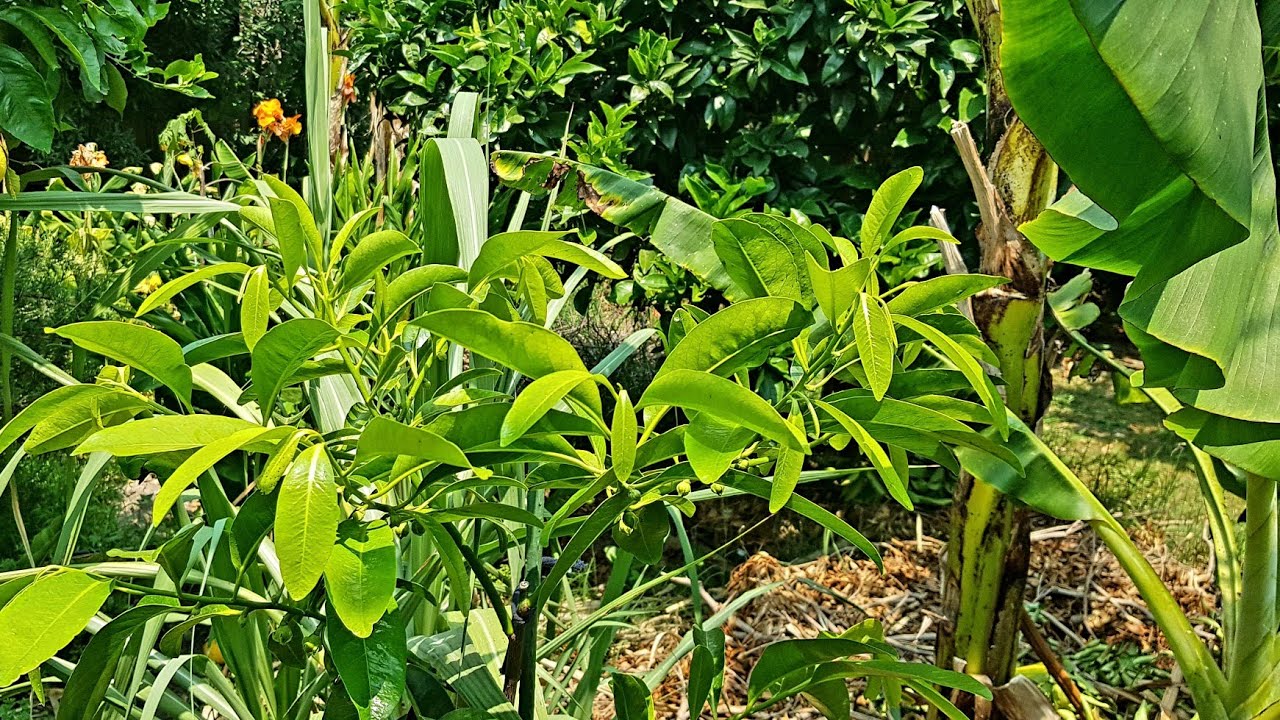 How I Plant Tropical Fruit Trees & Why My Mango Died YouTube