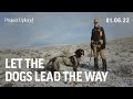 Let the dogs lead the way  upland hunting washington state with pointing dogs