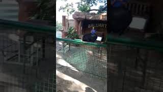 Vigan Baluarte Zoo