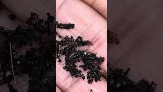 usopensourcegenetic, Purple Punch X LCG. Humboldt Seeds Black Dawg etc