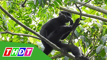 Quảng Trị: Dựng lưới cao 6 mét chặn voọc tấn công người | THDT