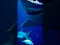 Ref:4mbVFfu1C8k Le requin des cieux : la cr�ature marine qui survole l'eau#b�tedesmers #cr�aturederequin