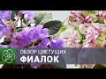 Цветущие фиалки. Обзор. Май - часть 2