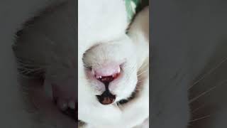 #cat #sleep #fyp #shortvideo #trending #lifeisbutadream