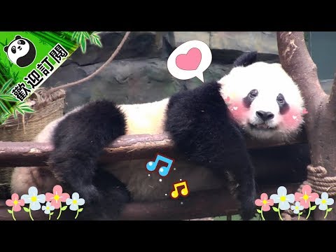 《熊貓早晚安》睡到沒有熊樣 | iPanda熊貓頻道