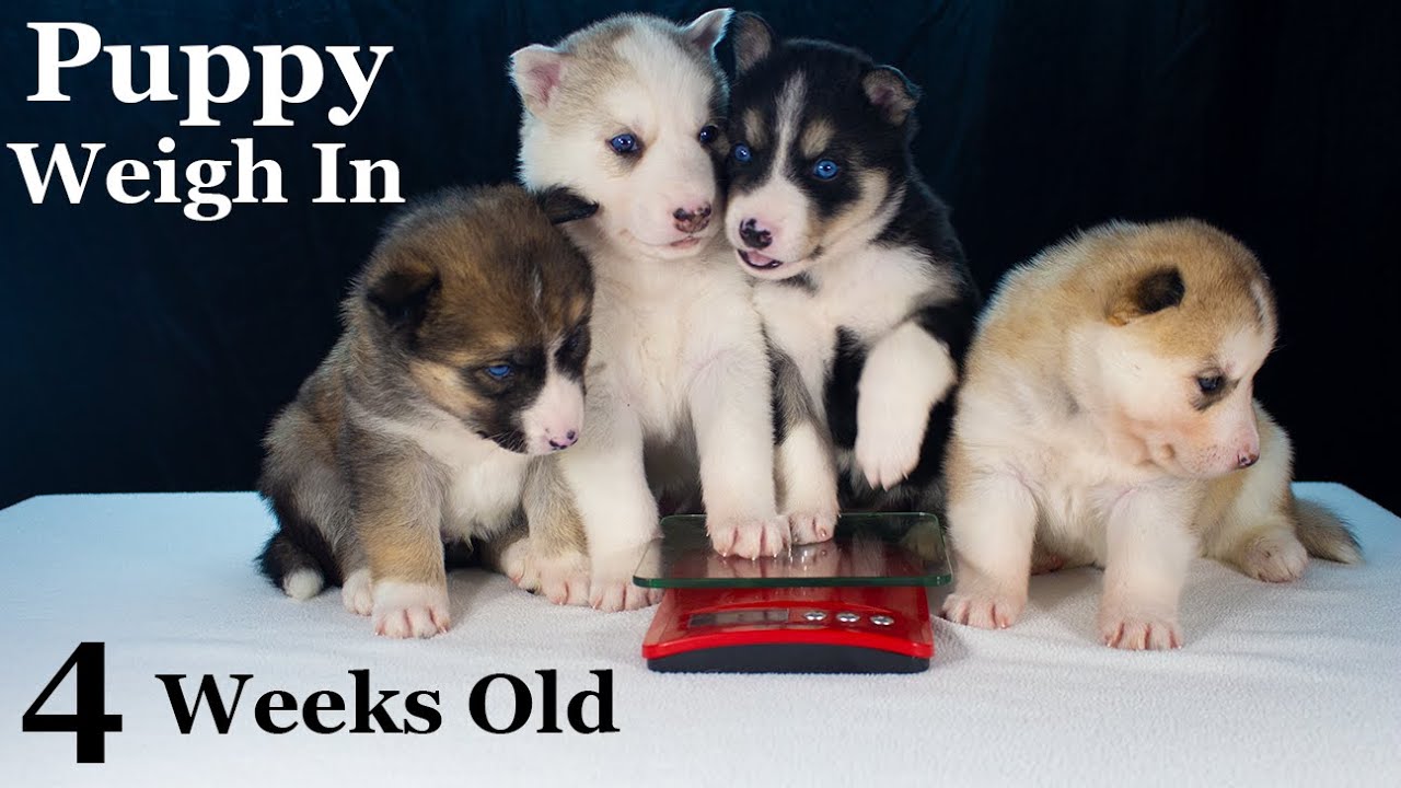 Puppy Weigh In Week 4 Gerberian Shepsky German Shepherd Siberian