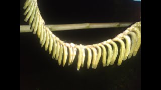 Garilaa marne tarika