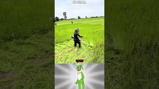 The Shocking Reason Why Farmers Cut Down Their Young Rice Crops! 🤯🌾