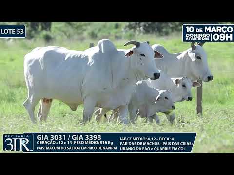 LOTE 53   GIA 3398,3031