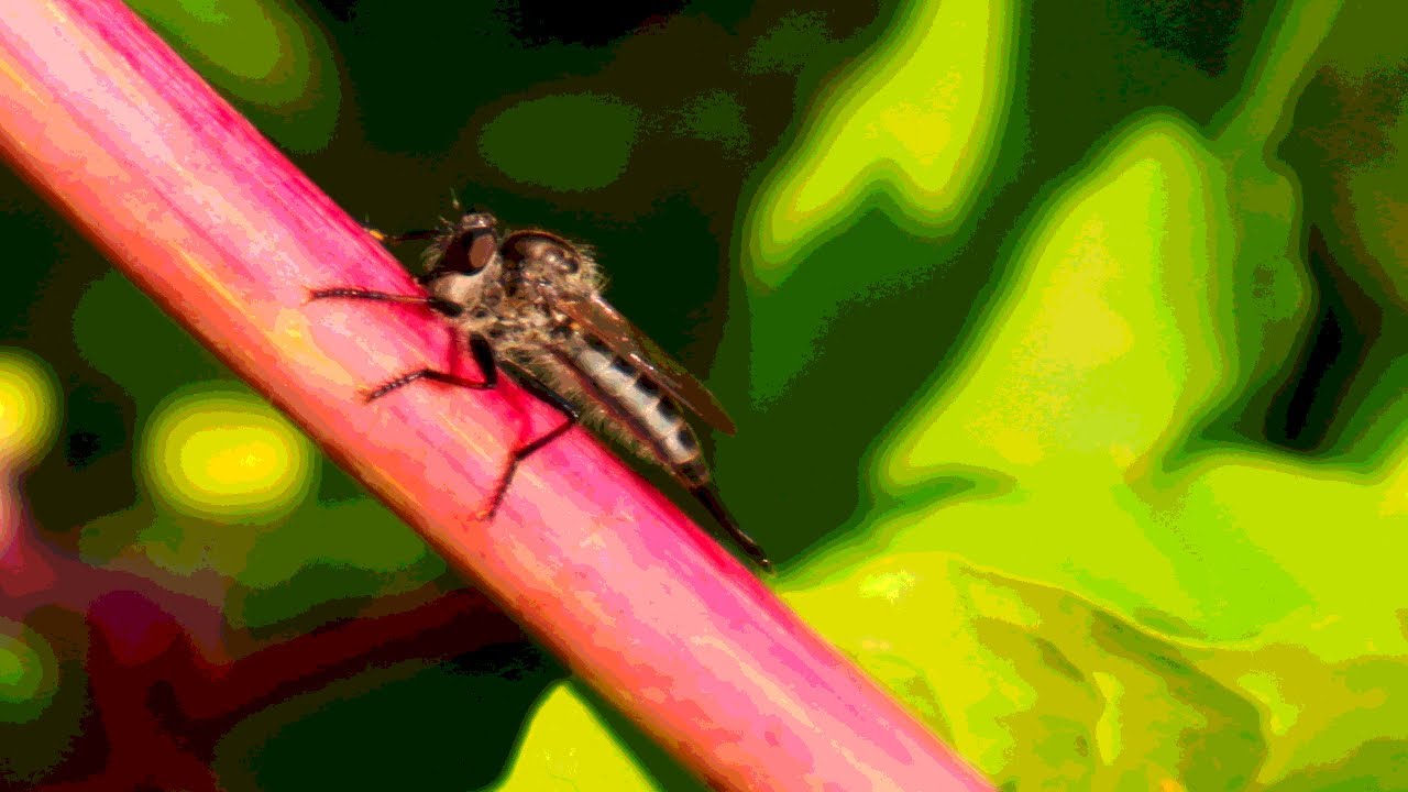 Gardener Speaks Out: THIS Little-Known Beneficial Insect Can Eat GRASSHOPPERS!!! The Robber Fly