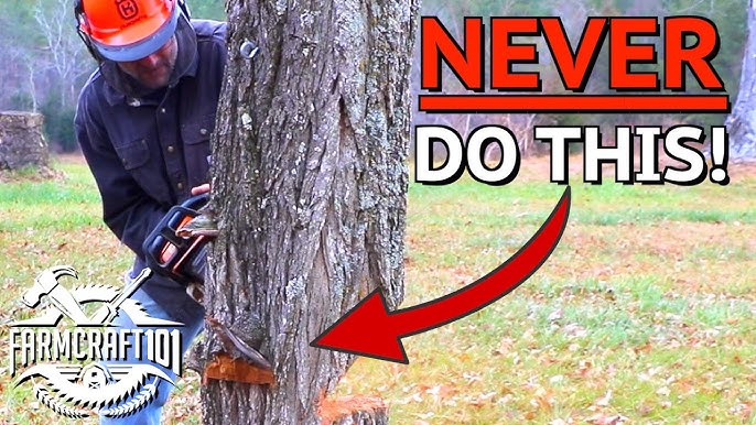 WORLD'S BEST TREE FELLING TUTORIAL! Way more information than you