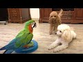 попугай Арчи воспитатель собак )  Parrot is owner of house and dog is not an order